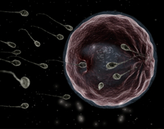 Slider image (6) Embryos | IVF Fertility Mexico